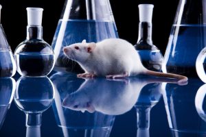 Au Implantat Un Gen Al Limbajului Uman În Șoareci, Iar Rezultatele Sunt Fascinante