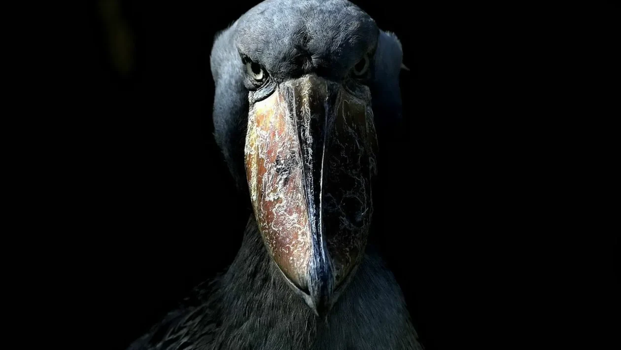 Vuotta
