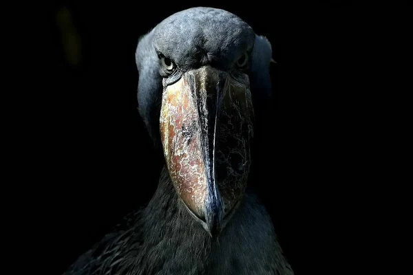 Vuotta