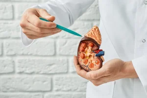 5 Luonnollista Ravintolisää, Jotka Auttavat Alentamaan Kreatiniinipitoisuutta Kehossa Ja Tukevat Munuaisten Terveyttä.