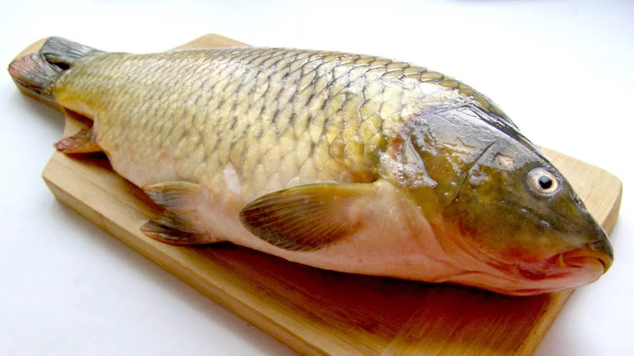 Suomalainen Kalastaja Pyytää Yhden Suurimmista Tunnetuista Yksilöistä Tästä Invasiivisesta Lajista: Se Painaa Lähes 28 Kiloa.