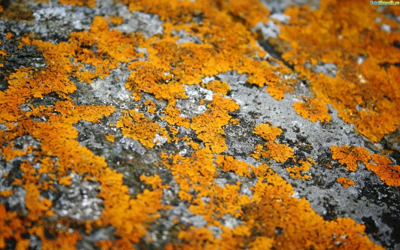 Oranssi Sieni, Joka Muuttaa Jätteet Maukkaaksi Ja Ympäristöystävälliseksi Ruoaksi