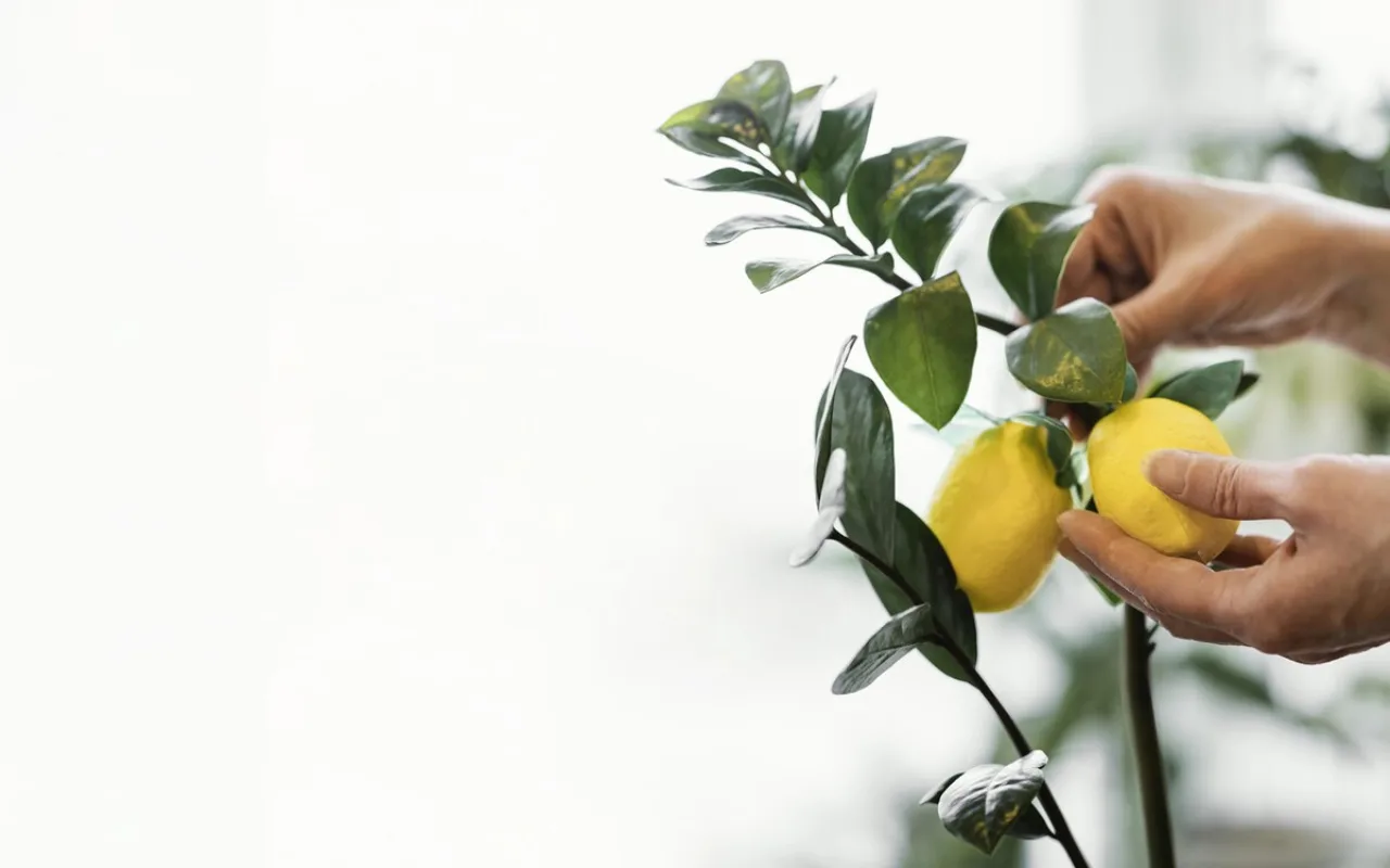 Rautanaula Sitruunapuussa: Myytti Vai Todellinen Apu Sen Kasvulle