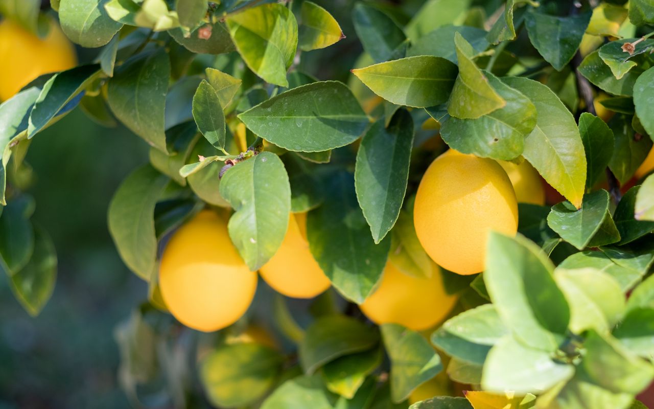 Rautanaula Sitruunapuussa: Myytti Vai Todellinen Apu Sen Kasvulle