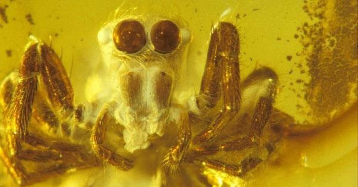 Amazonin Sademetsissä Tutkijat Löysivät Meripihkaan Suljettuja Hyönteisiä... Ne Elivät Dinosaurusten Aikakaudella.