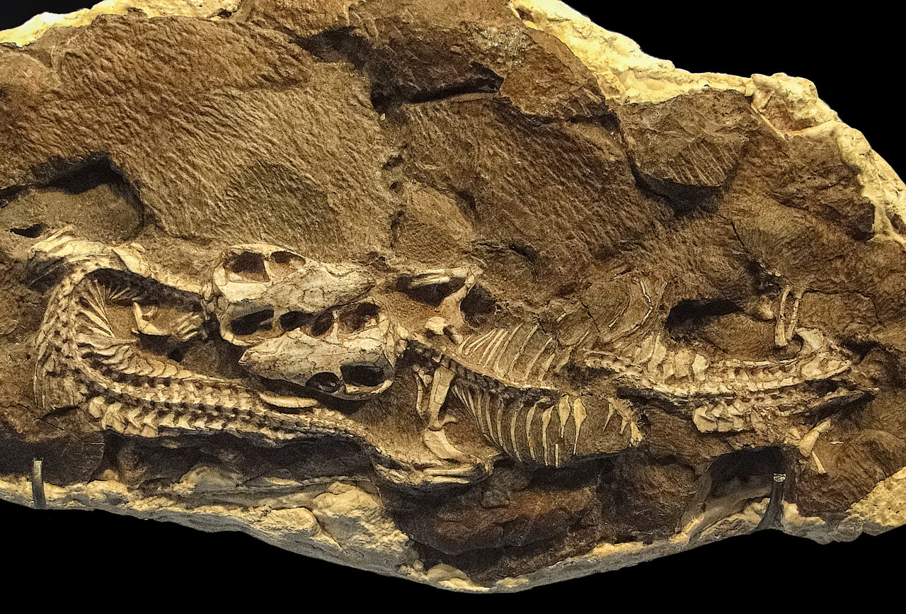 Paleontologinen Pommi: 183 Miljoonaa Vuotta Vanha Fossiili Osoittautui Kuuluvan Uuteen Lajiin