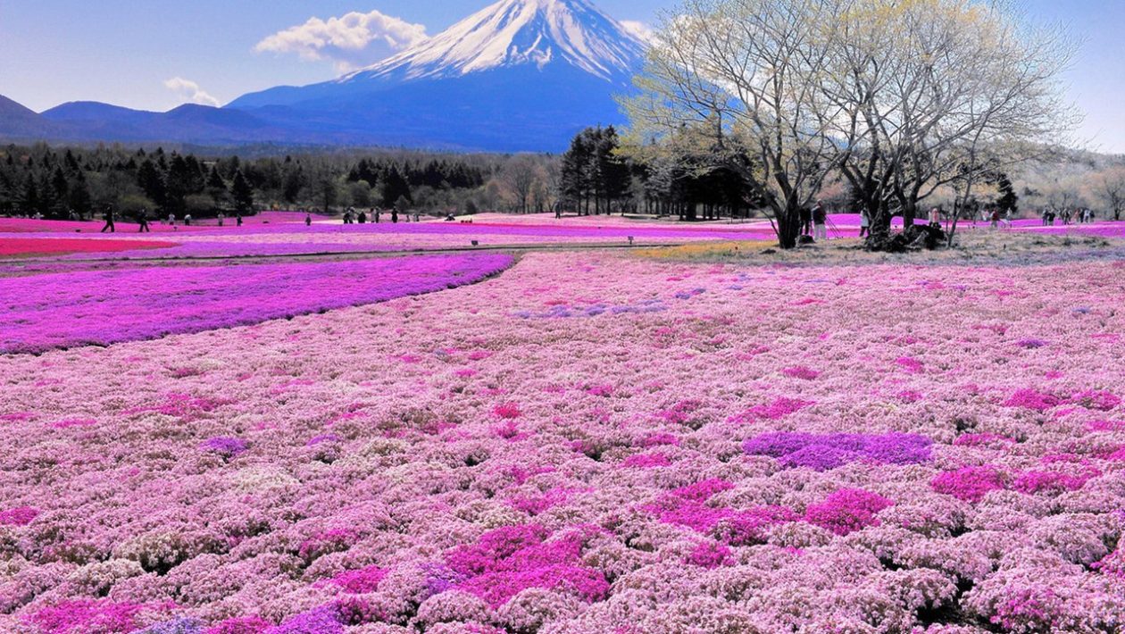 Japanilaiset