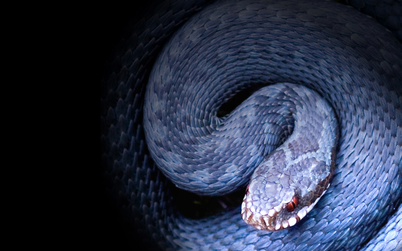 Dinosaurusten Tilalle Tullut Kuningas: Löydetty Titanoboa, Käärme, Joka Hallitsi Maata 60 Miljoonaa Vuotta Sitten.
