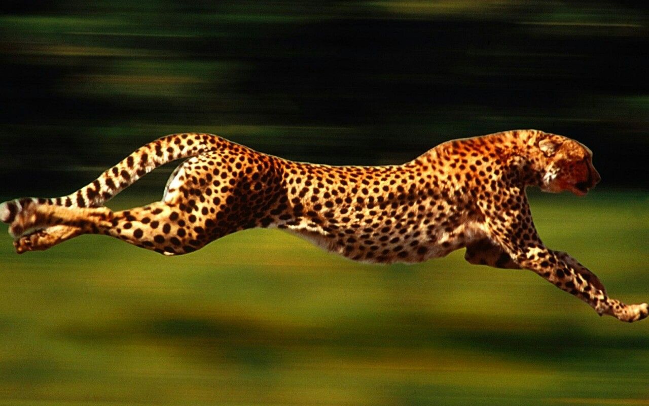 Cheetah — Todellinen Puhuja!