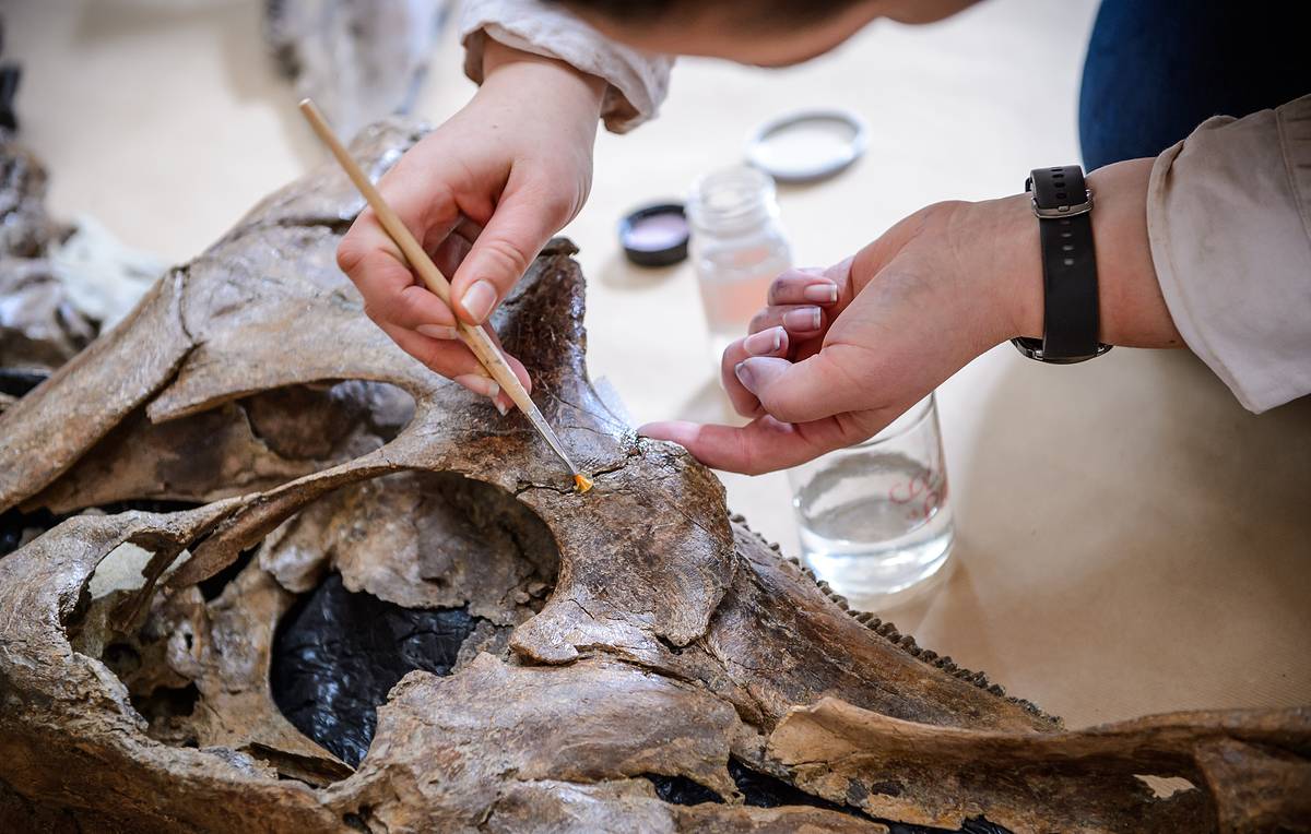 Paleontologinen Pommi: 183 Miljoonaa Vuotta Vanha Fossiili Osoittautui Kuuluvan Uuteen Lajiin