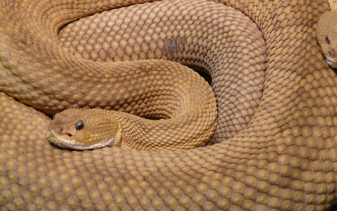 Dinosaurusten Tilalle Tullut Kuningas: Löydetty Titanoboa, Käärme, Joka Hallitsi Maata 60 Miljoonaa Vuotta Sitten.