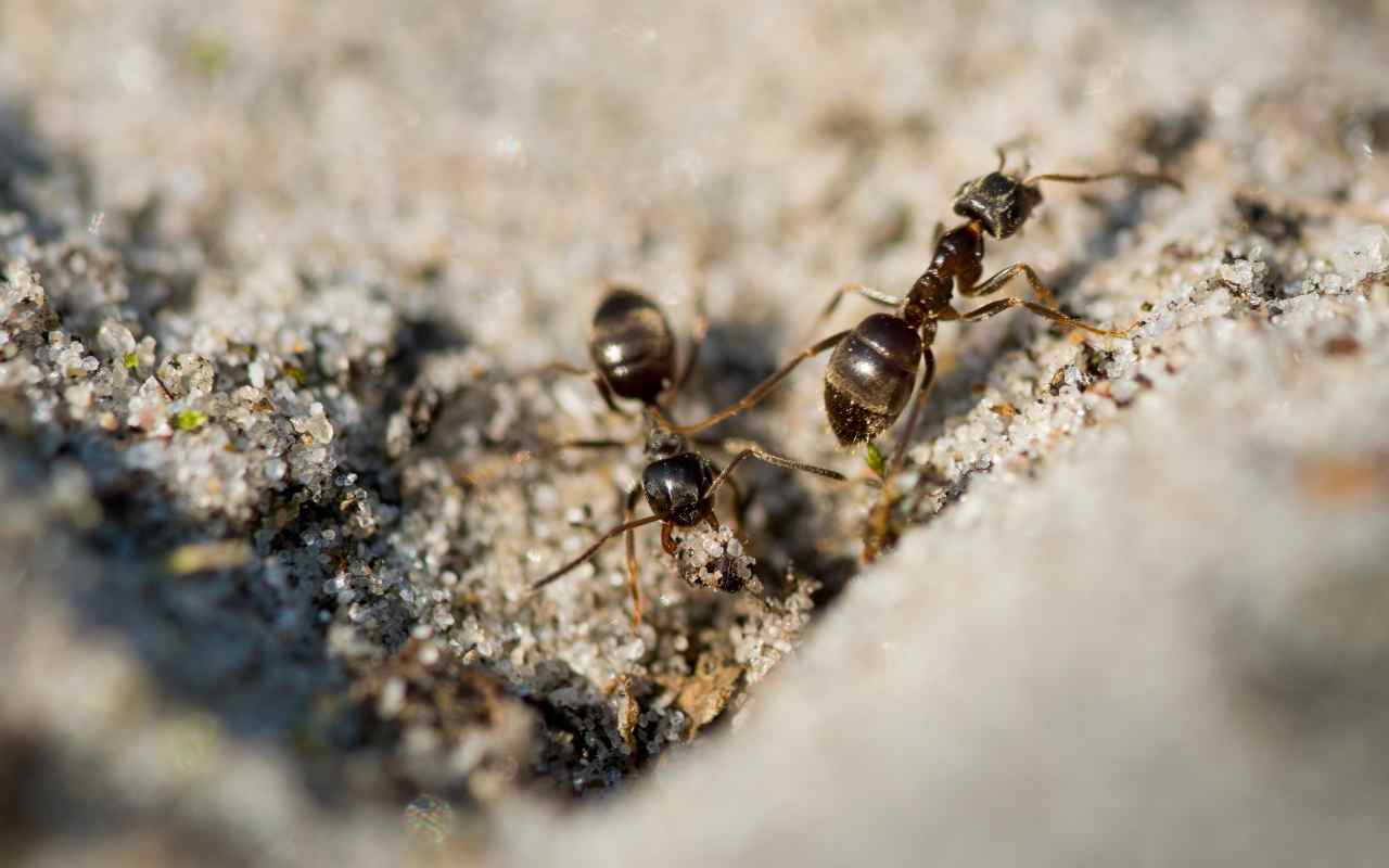 Ei Ansoja Eikä Hyönteismyrkkyjä: Yksinkertainen Ammattilaisen Temppu, Joka Auttaa Pääsemään Eroon Lentävistä Muurahaisista Kotonasi.
