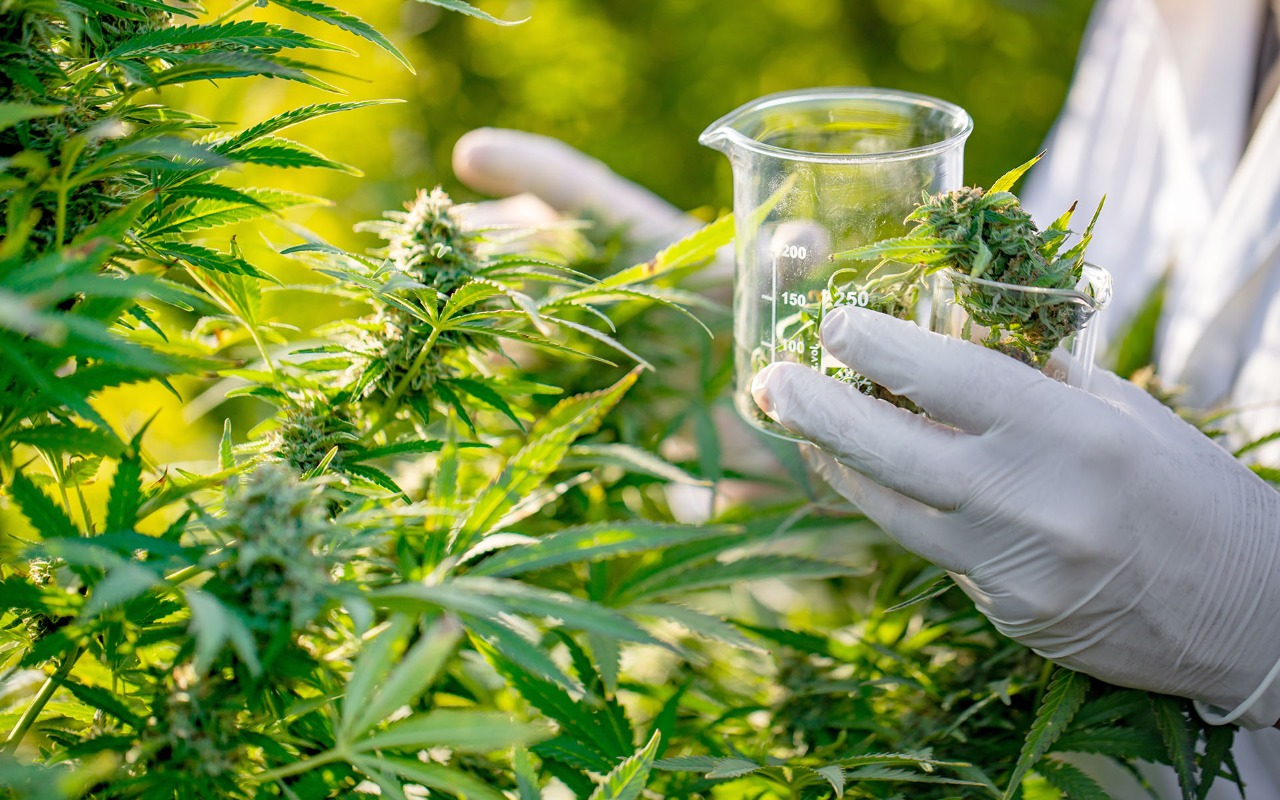 Kliinisen Tutkimuksen Tulosten Mukaan Kannabiksen Uute Voi Lievittää Kroonista Alaselän Kipua.