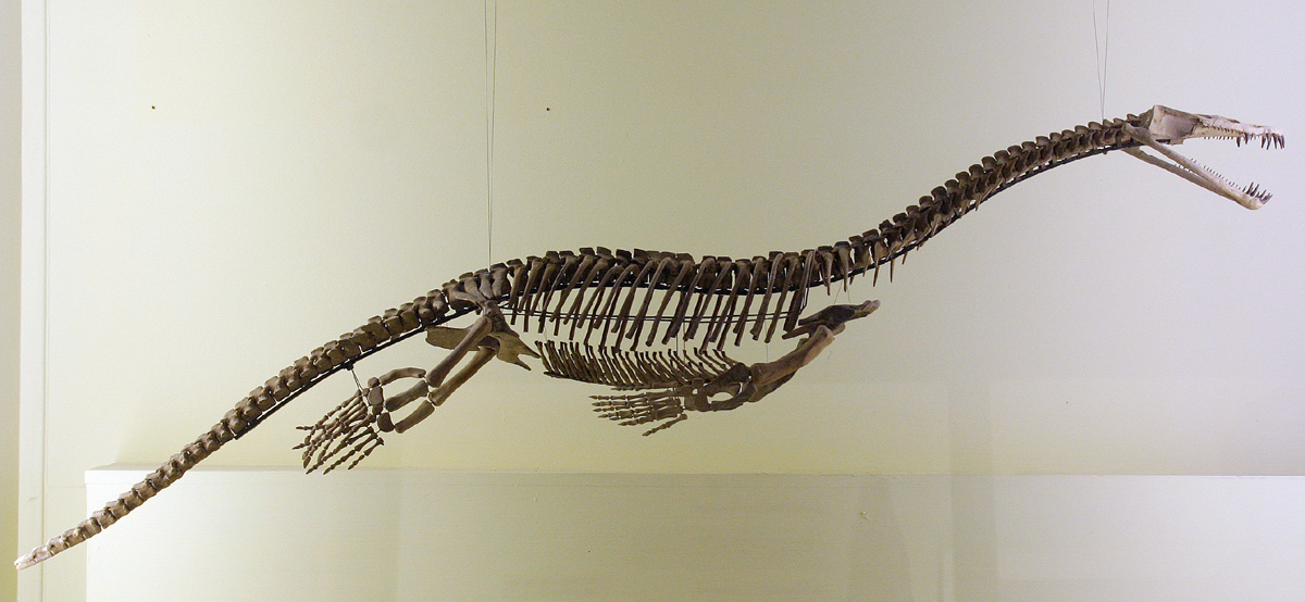 Paleontologinen Pommi: 183 Miljoonaa Vuotta Vanha Fossiili Osoittautui Kuuluvan Uuteen Lajiin
