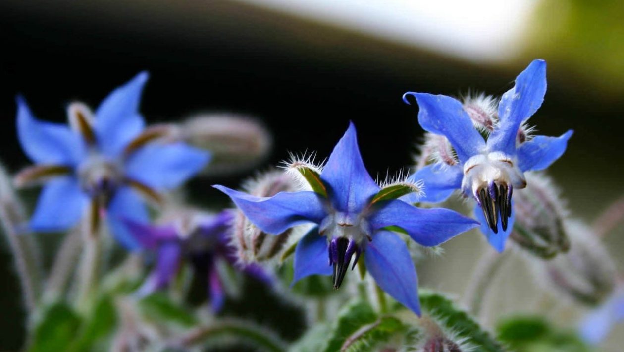 Borage