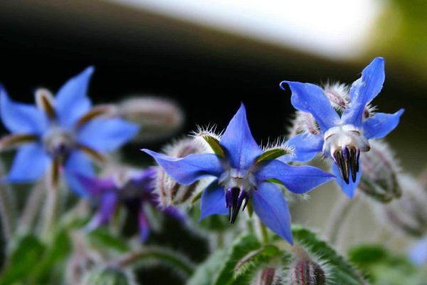 Borage