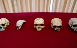 Kiinasta Löydetty Miljoona Vuotta Vanha Kallo Voi Muuttaa Ihmisen Evoluution Historiaa.