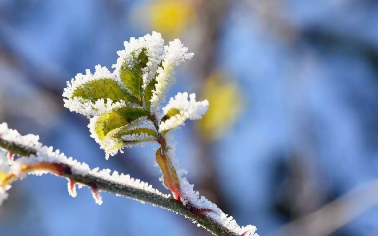 Mitä Kokeneet Puutarhurit Lisäävät Aina Maaperään Ennen Ensimmäisiä Pakkasia