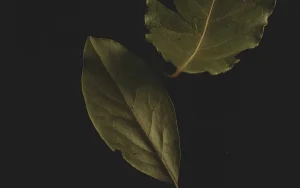 Maaginen Temppu Laakerinlehdellä Kodinkoneissa, Joka Muuttaa Kaiken