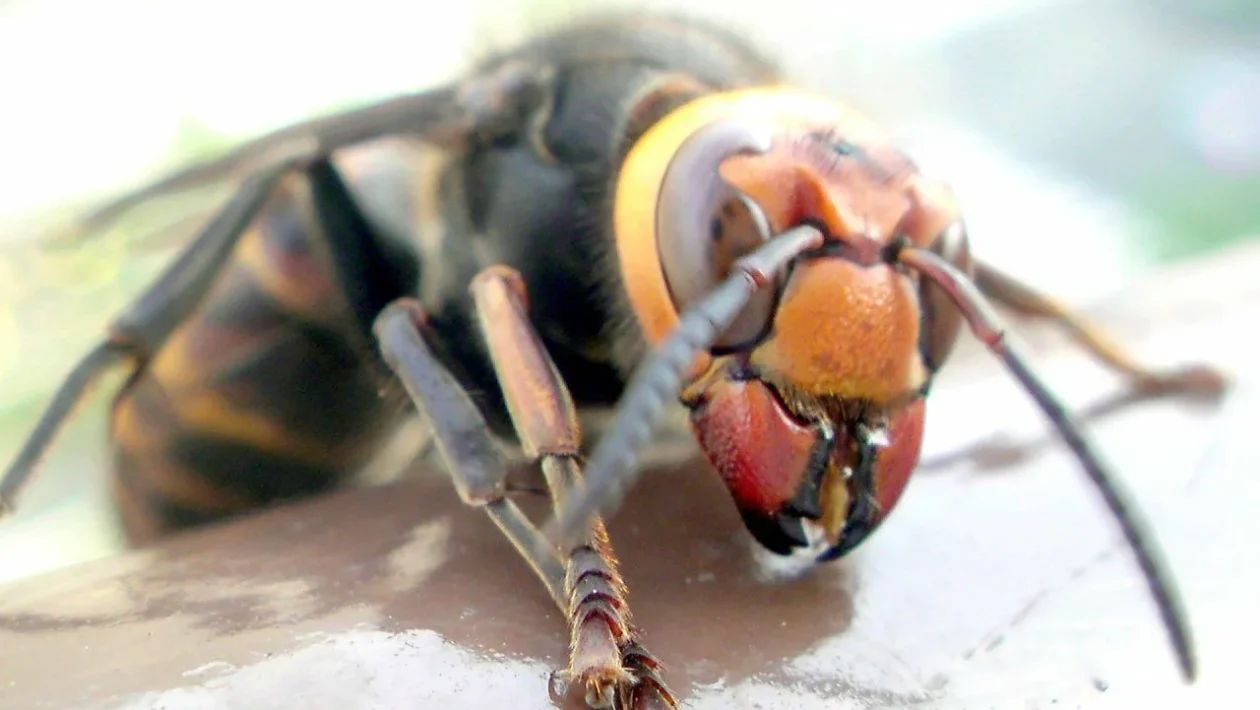 Troijalaisena