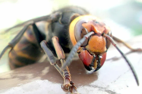 Troijalaisena