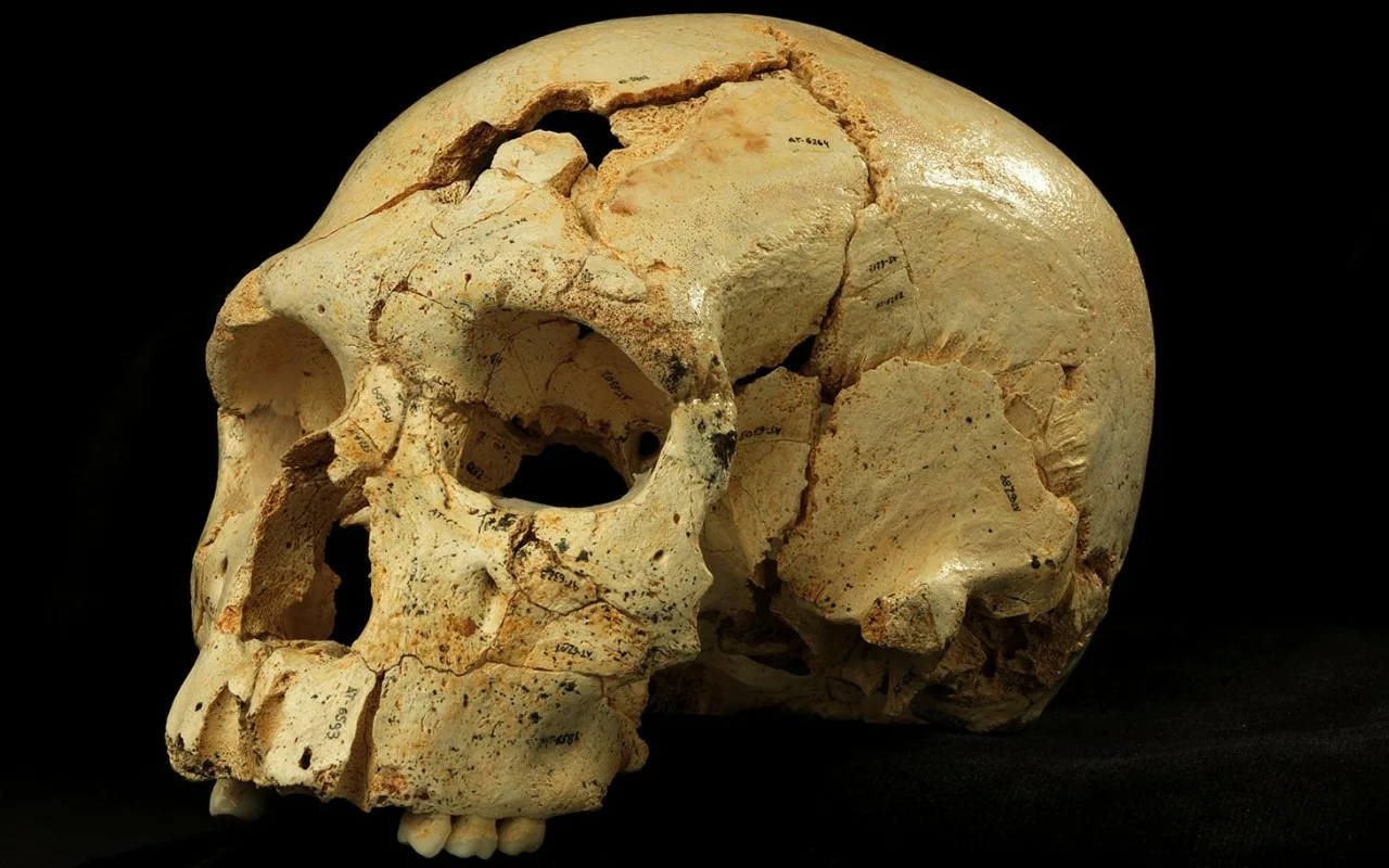 Kiinasta Löydetty Miljoona Vuotta Vanha Kallo Voi Muuttaa Ihmisen Evoluution Historiaa.