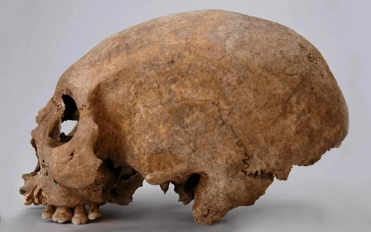 Kiinasta Löydetty Miljoona Vuotta Vanha Kallo Voi Muuttaa Ihmisen Evoluution Historiaa.