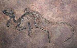 Paleontologinen Pommi: 183 Miljoonaa Vuotta Vanha Fossiili Osoittautui Kuuluvan Uuteen Lajiin