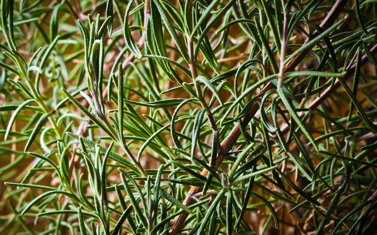 Monet Laittavat Tämän Suositun Kasvin Oksan Pesukoneeseen, Jotta Pyykki Pysyy Tuoreena Ja Säilyttää Tuoksunsa Pidempään.