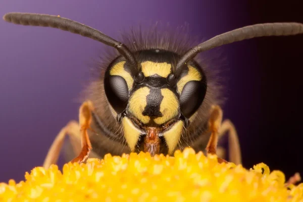 Ampiaisia