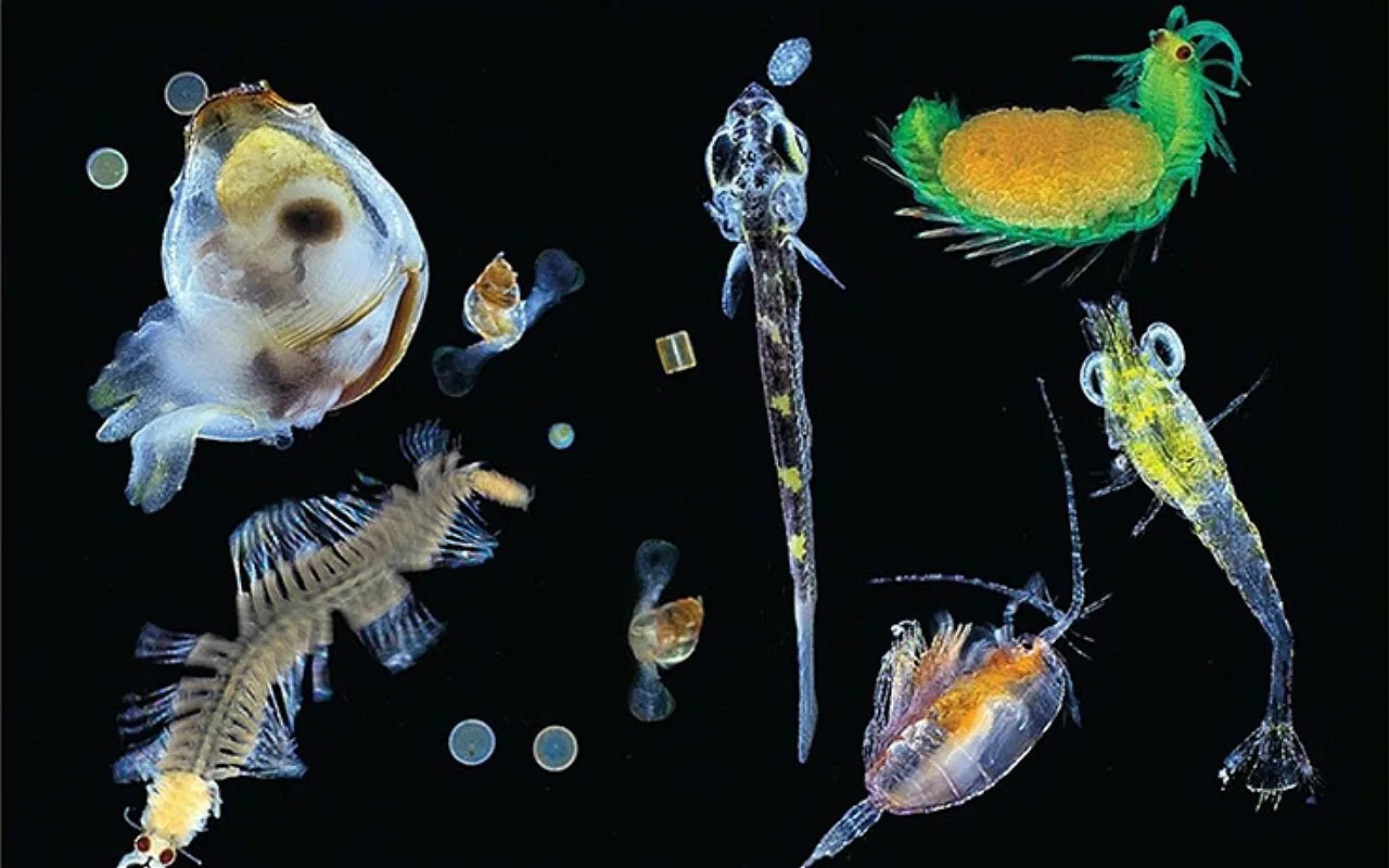 Hämmästyttävä Löytö: Robotit Löysivät Merestä Elämän, Jonka Paino Vastaa 250 Miljoonaa Norsua.