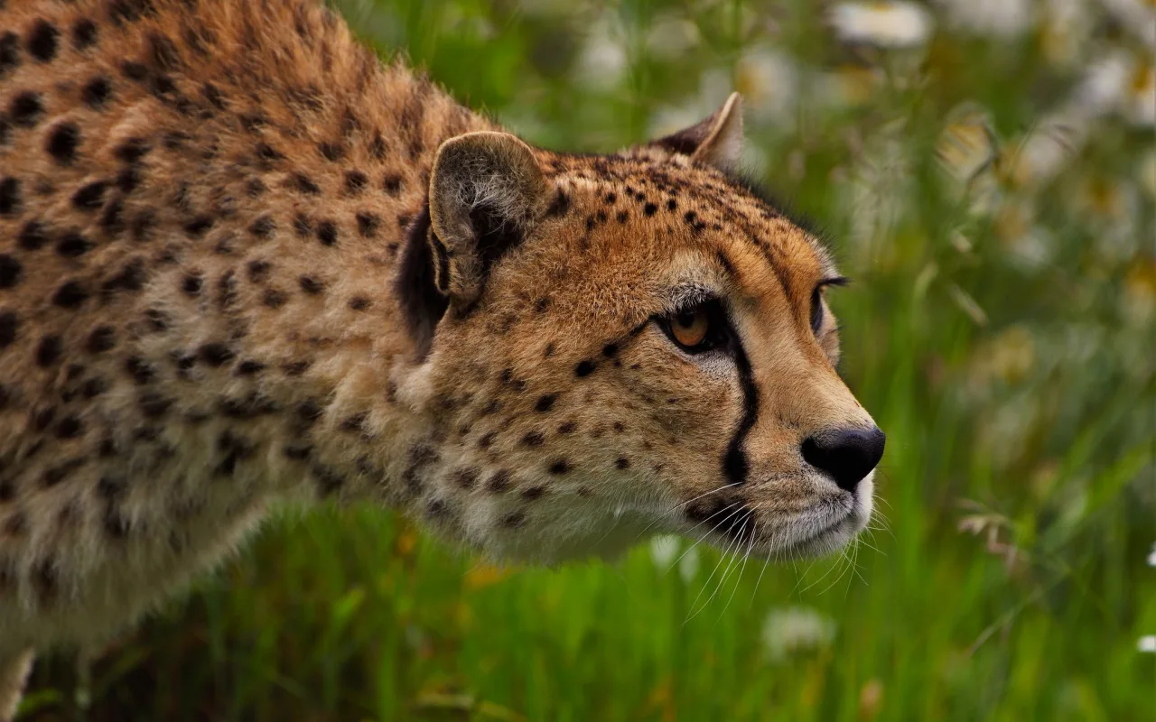 Cheetah — Todellinen Puhuja!