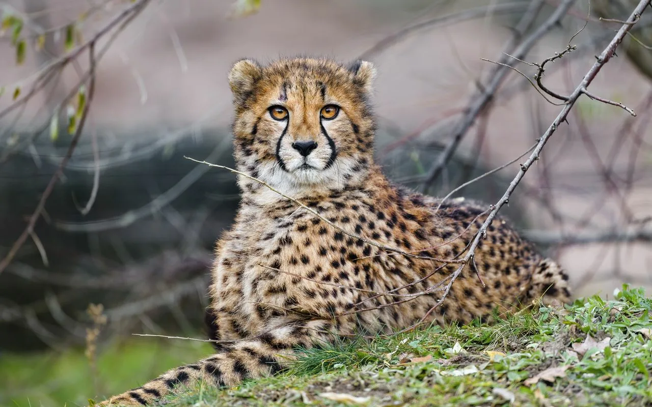 Cheetah — Todellinen Puhuja!