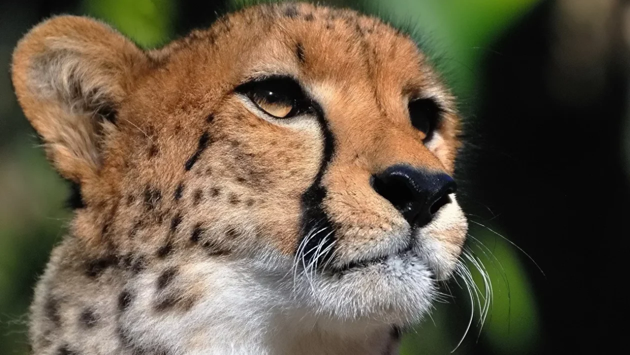 Cheetah