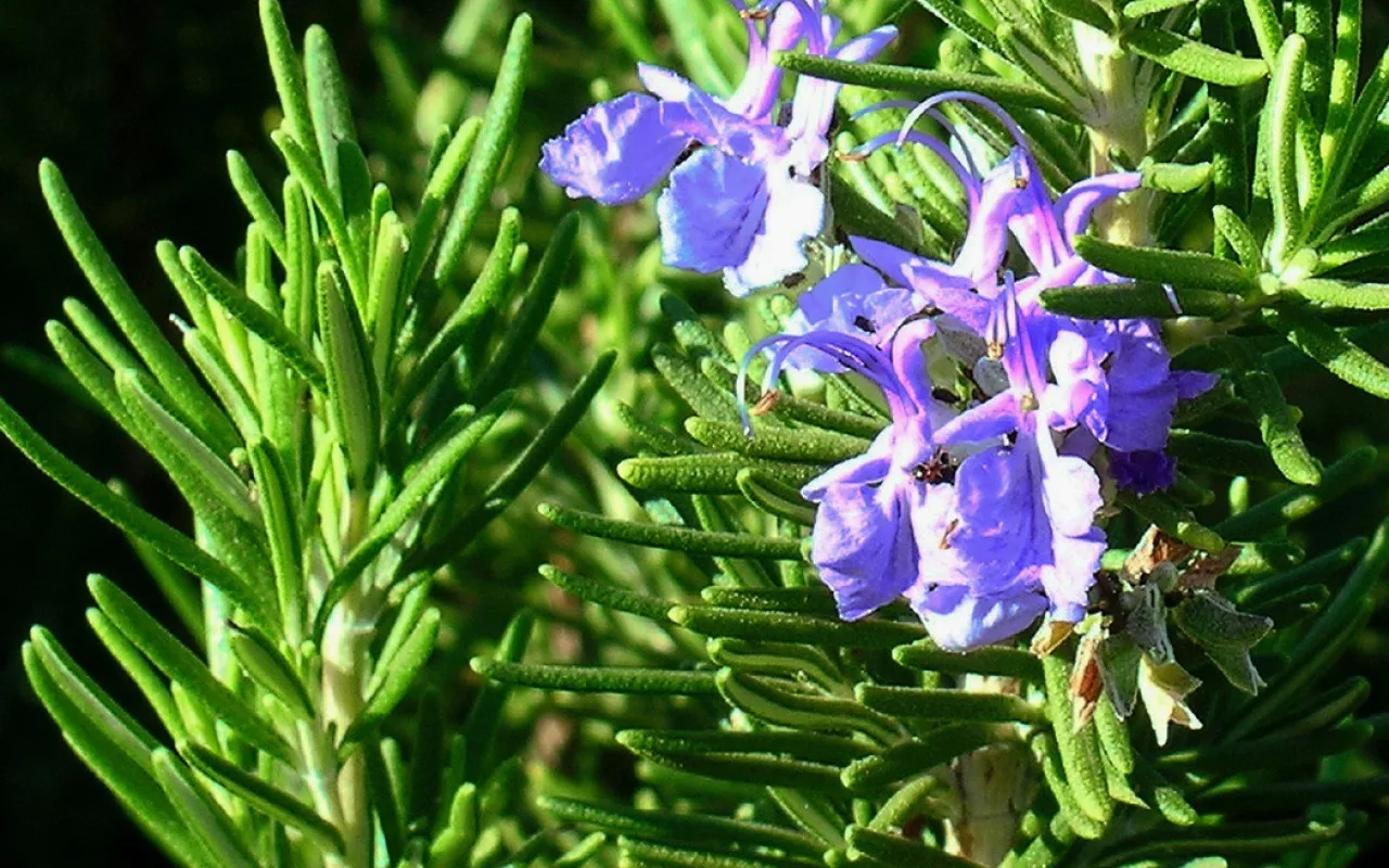Mitä Rosmariinin Kukinta Tarkoittaa?