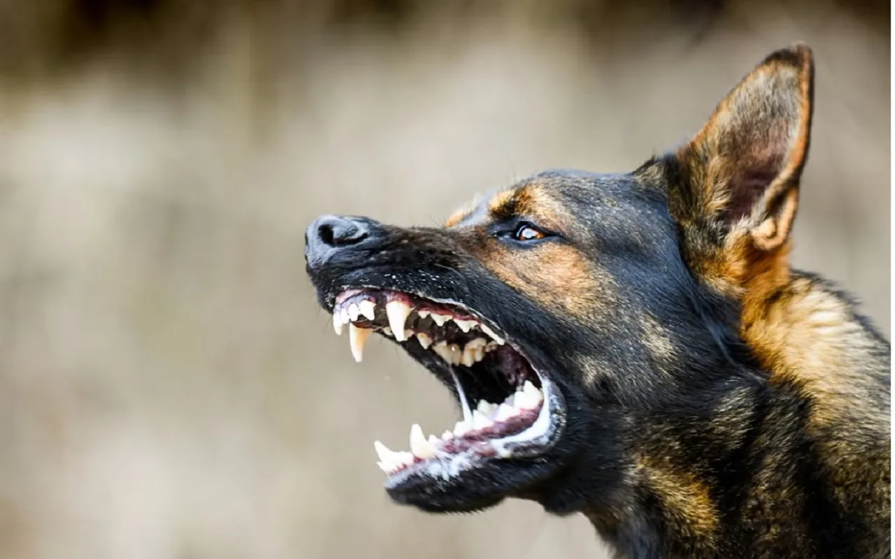 4500 Koiralla Tehty Tutkimus Vahvistaa, Että Hylätyt Koiranpennut Muuttuvat Aikuisina Aggressiivisemmiksi Ja Pelokkaammiksi.