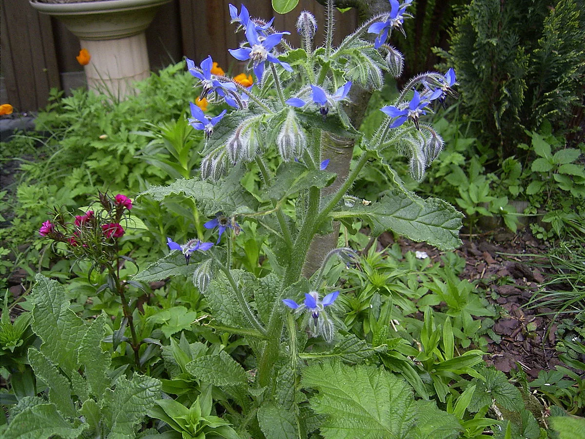 Borage, Puutarhan Vaatimattoman Vihreän Aarteen Hyödyt