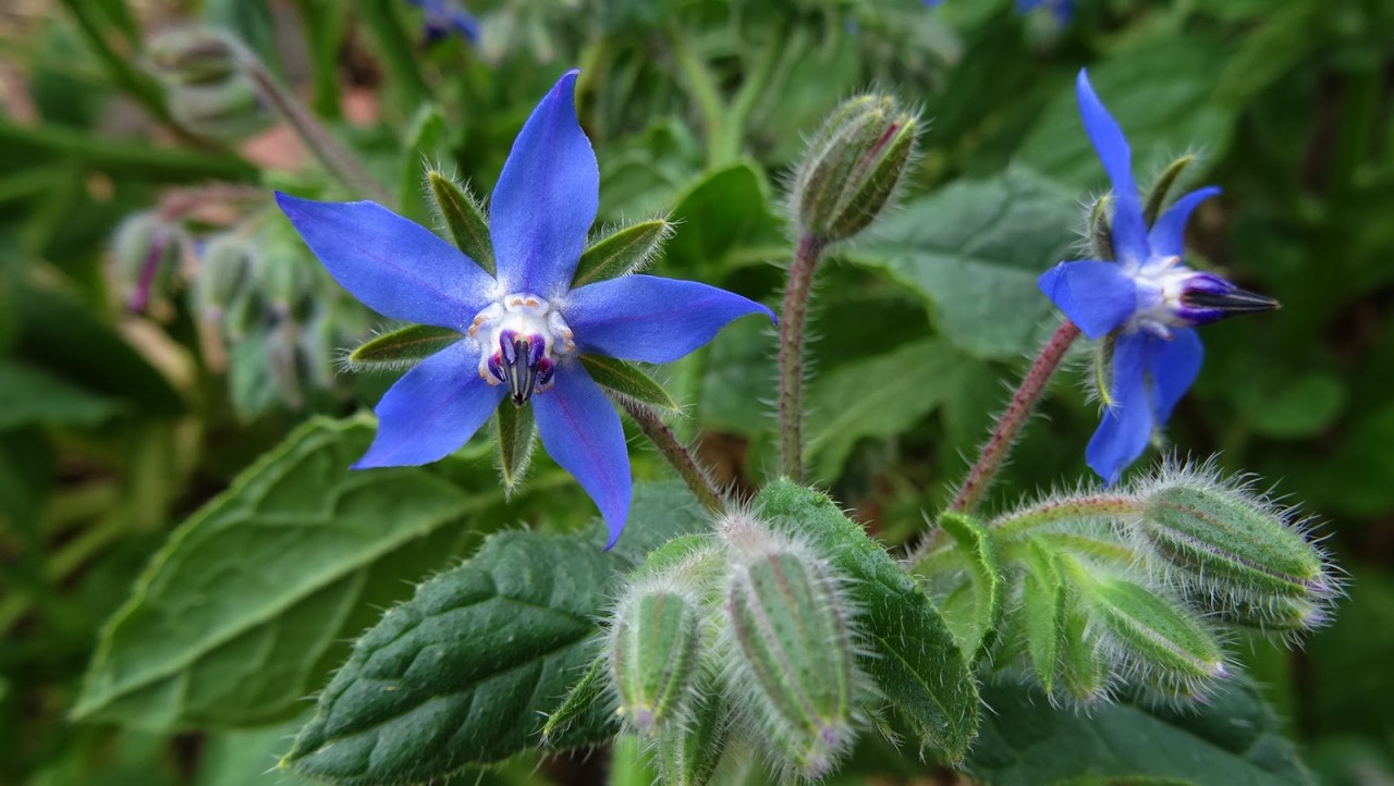 Borage, Puutarhan Vaatimattoman Vihreän Aarteen Hyödyt