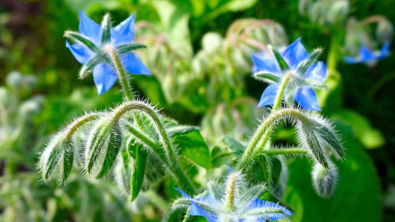 Borage, Puutarhan Vaatimattoman Vihreän Aarteen Hyödyt
