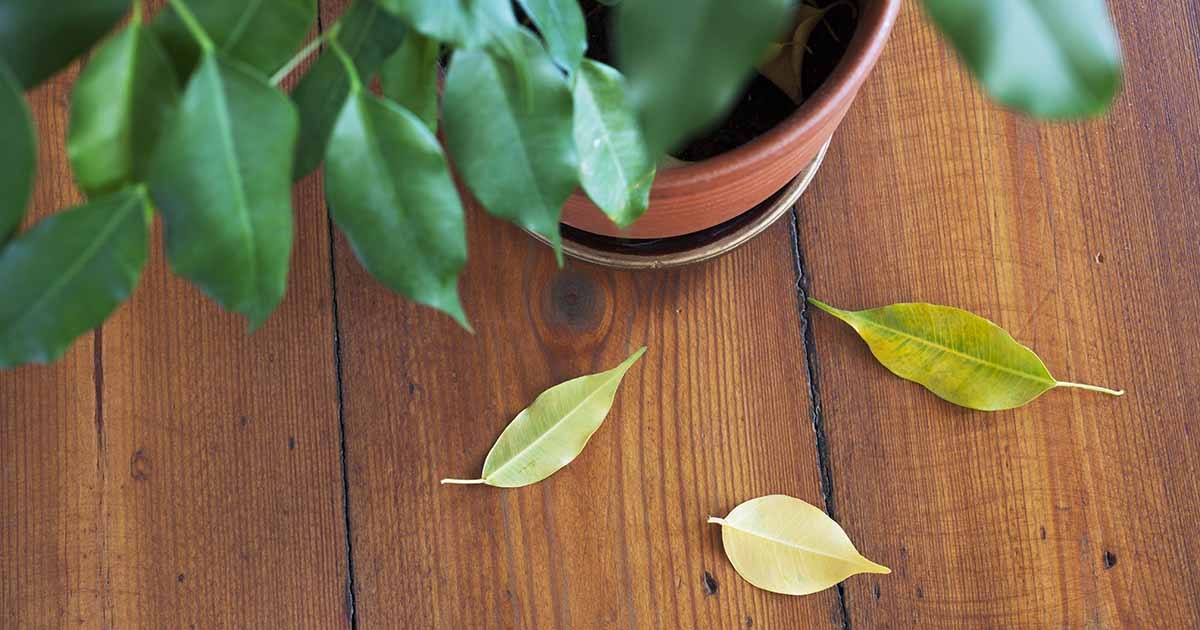 Fikukseni Menettää Lehtiä! 7 Mahdollista Syytä Ja Ratkaisua!