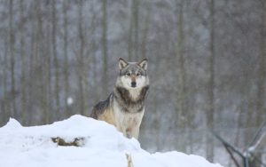 Tutkijat Ovat Järkyttyneitä: Yellowstoneen On Palannut Susia, Ja Puita On Ilmestynyt Ensimmäistä Kertaa 80 Vuoteen.