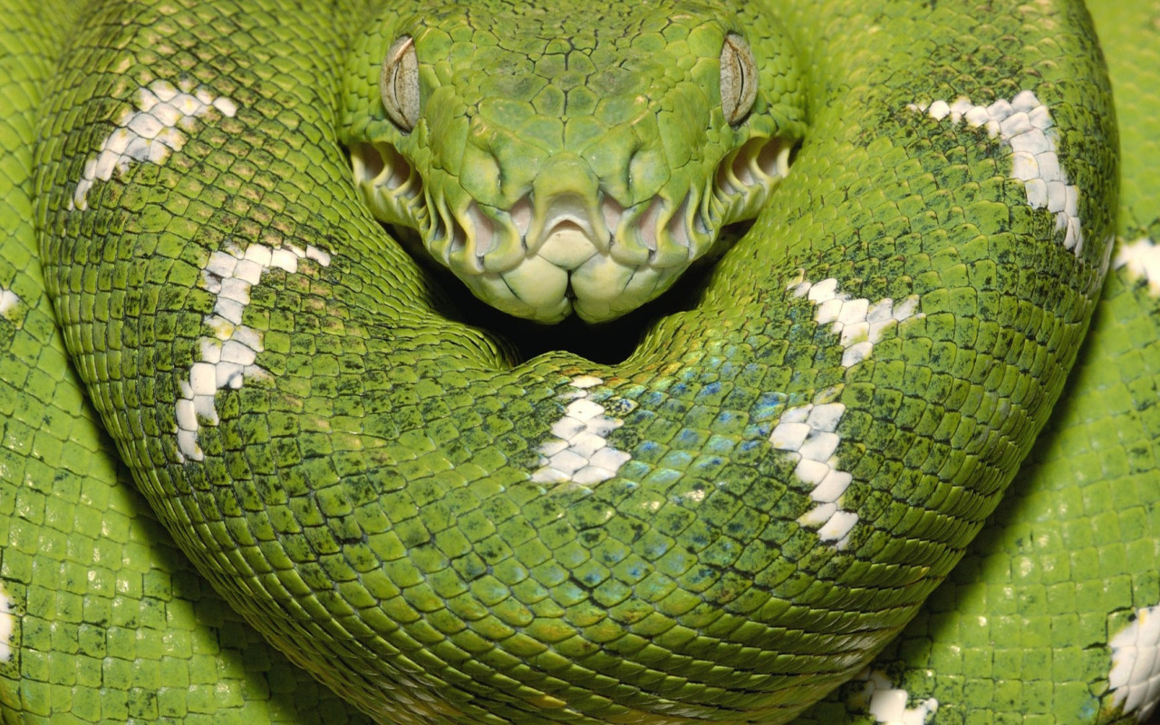 Dinosaurusten Tilalle Tullut Kuningas: Löydetty Titanoboa, Käärme, Joka Hallitsi Maata 60 Miljoonaa Vuotta Sitten.