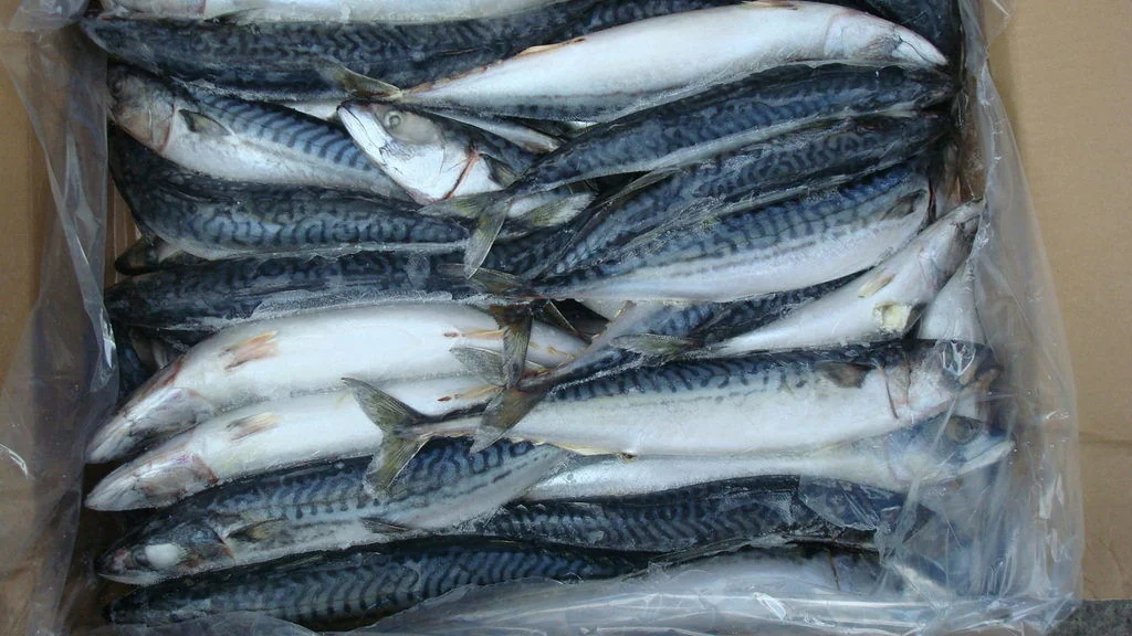 Kalastusaluksen Kapteeni Erotettiin, Koska Alus Oli Kiinnittynyt Baskien Satamaan Viiden Tonnin Ylimääräisellä Määrällä Sardellia Ilmoitettuun Määrään Nähden.