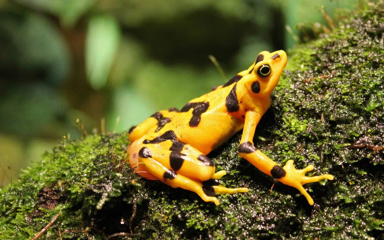 Tutkijat Ovat Paljastaneet Salaisuuden, Joka Liittyy Neonkeltaiseksi Muuttuviin Rupikonnien Väreihin