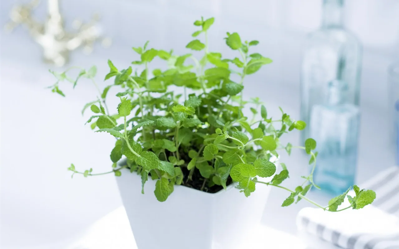 Miksi Sekoittaa Minttua Ja Ruokasoodaa? Kaikki Edut