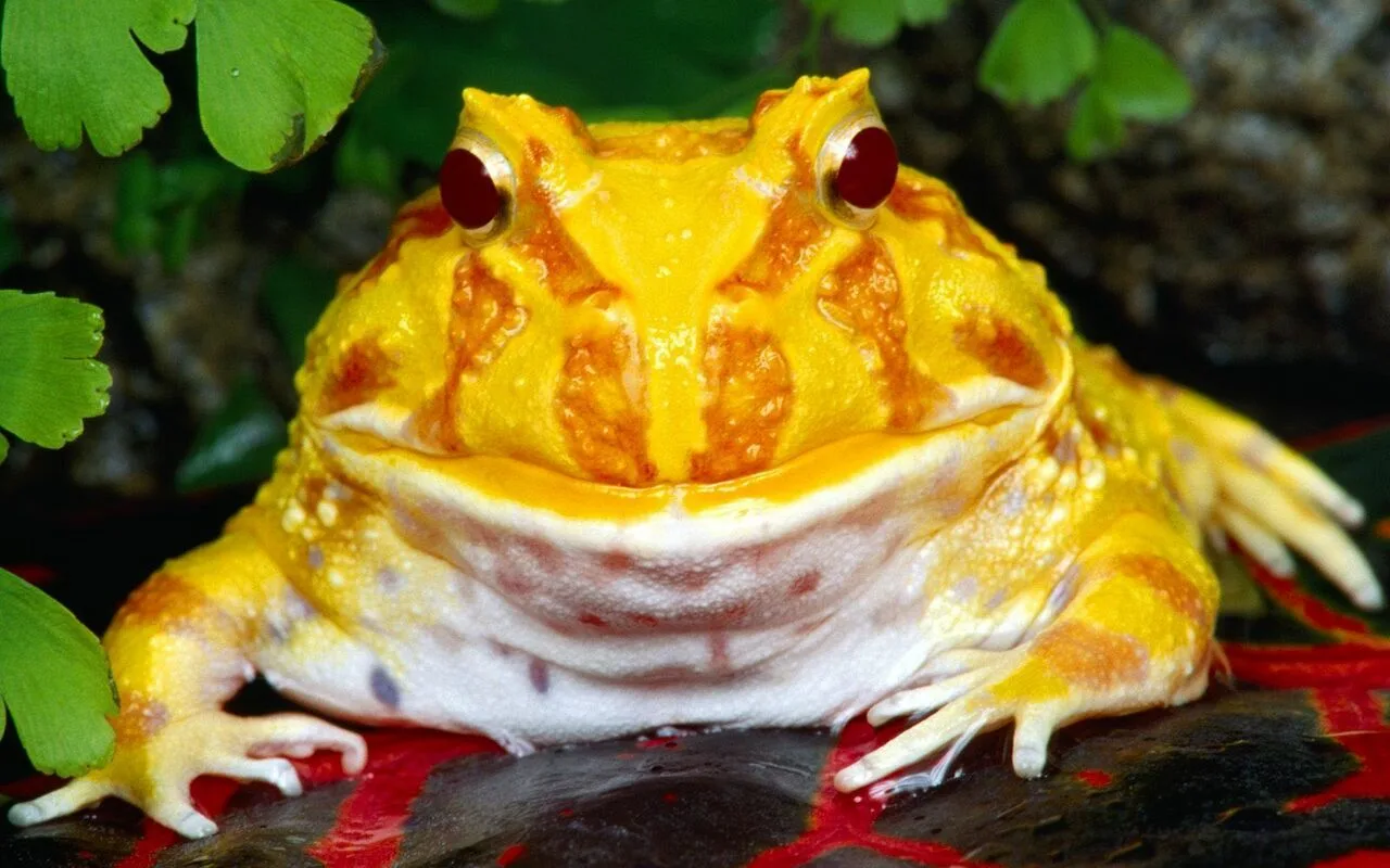 Tutkijat Ovat Paljastaneet Salaisuuden, Joka Liittyy Neonkeltaiseksi Muuttuviin Rupikonnien Väreihin