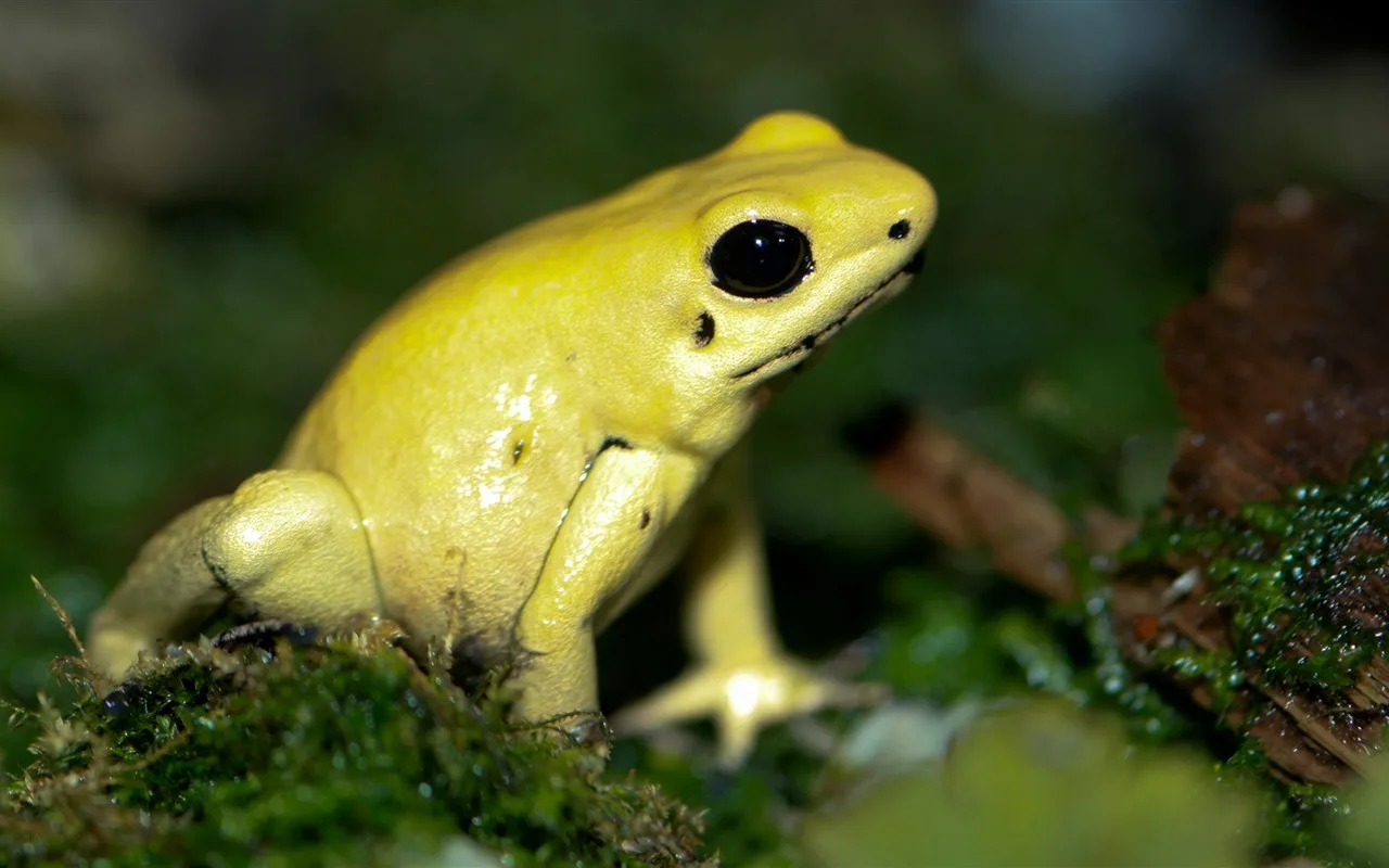 Tutkijat Ovat Paljastaneet Salaisuuden, Joka Liittyy Neonkeltaiseksi Muuttuviin Rupikonnien Väreihin